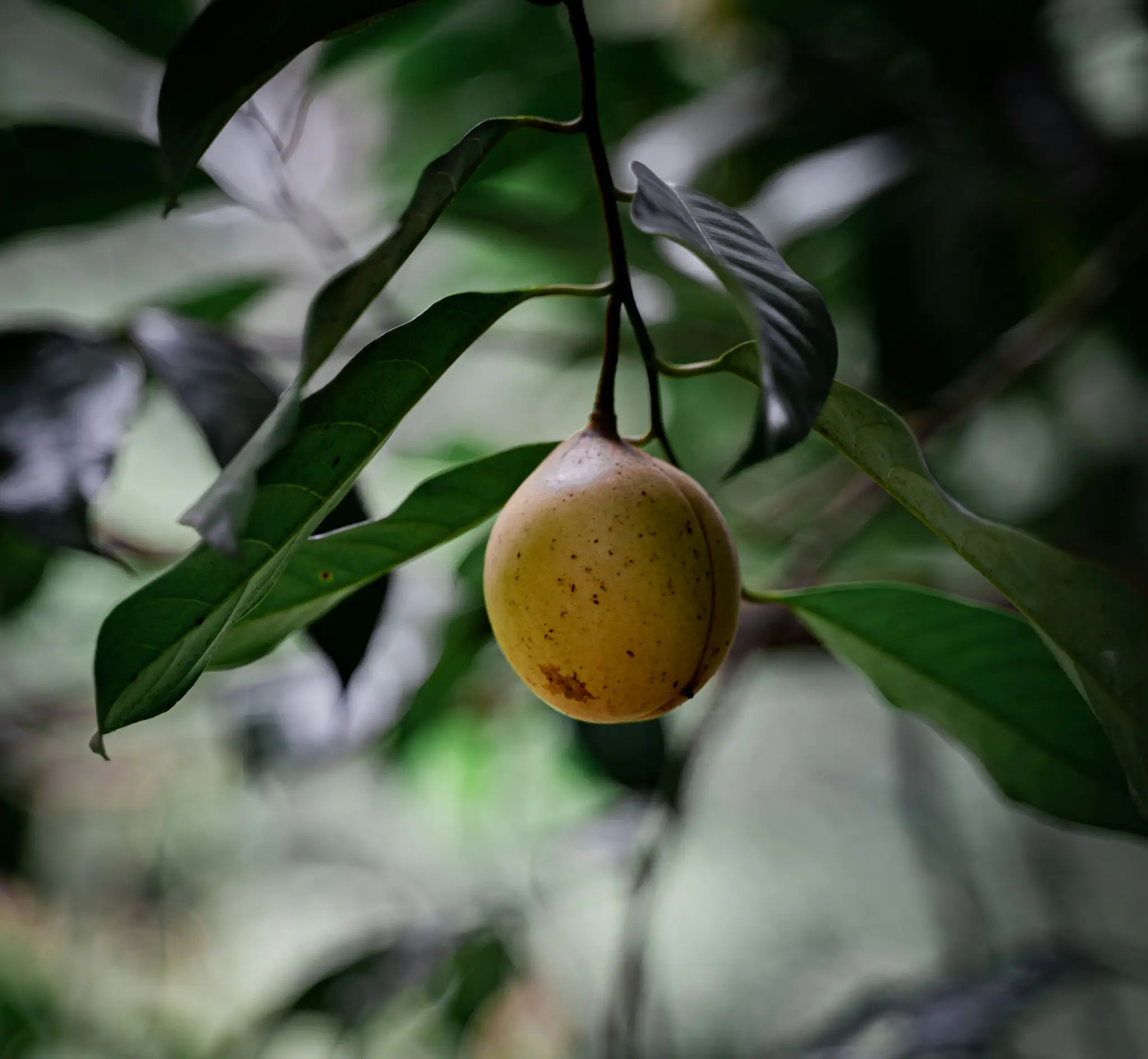 Nutmeg of Run Island Banda | The Yacht Club Indonesia