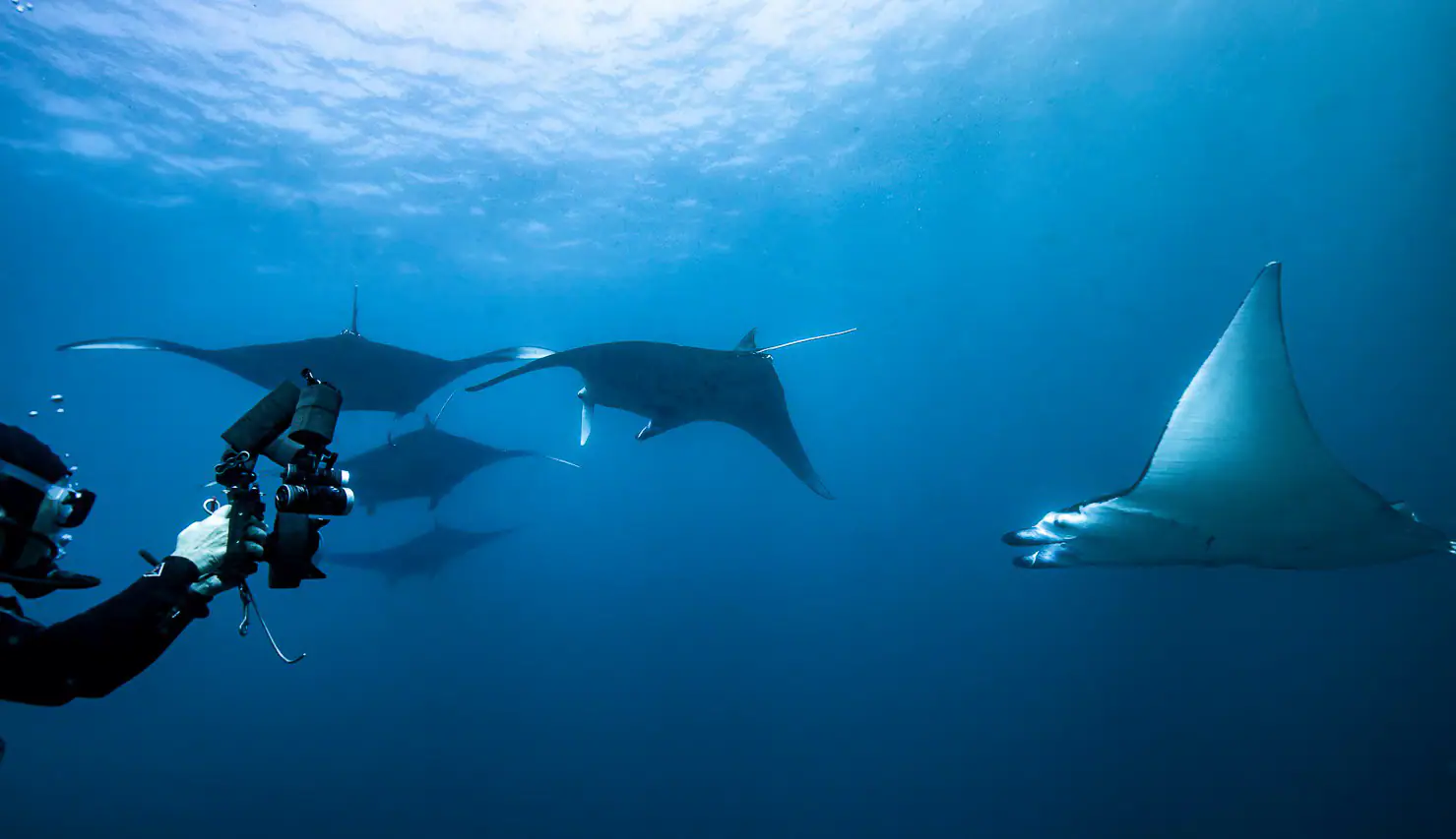 Scubaspa Zen Luxury Dive Yacht | Manta Ray Diving Experience