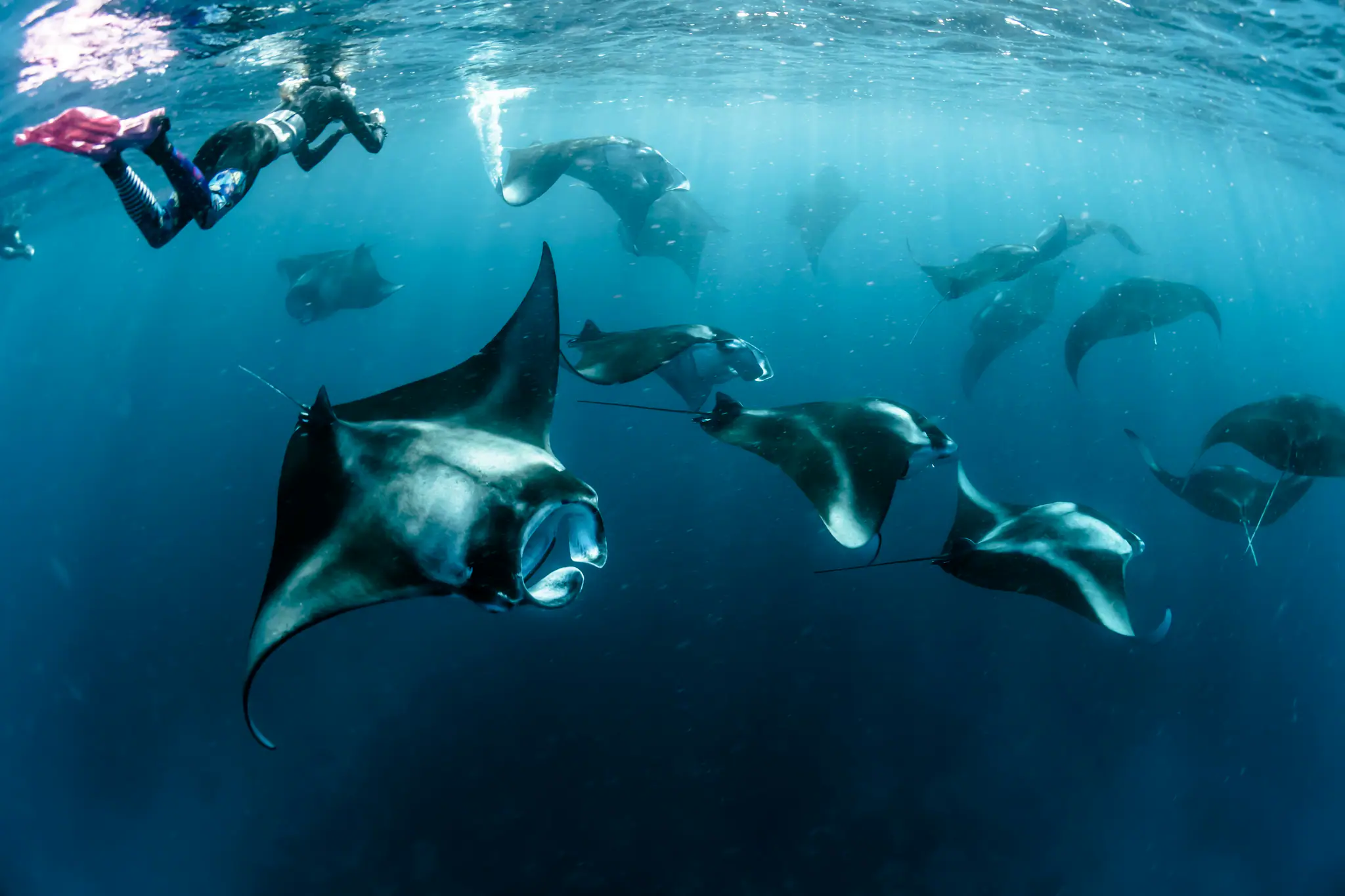 Diving with Manta Ray 