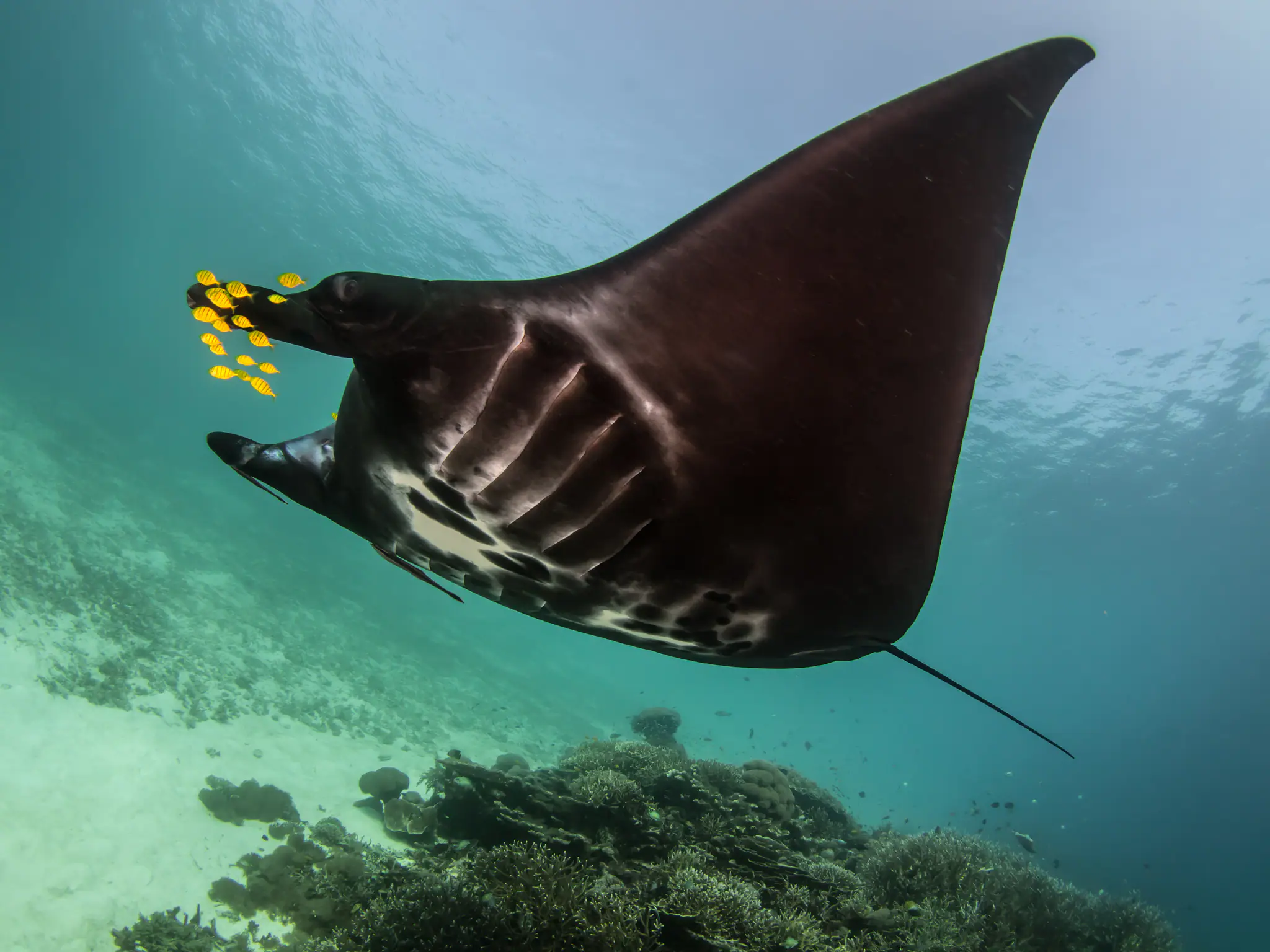 Sequoia Sailing Yacht | Manta Ray Diving Encounter