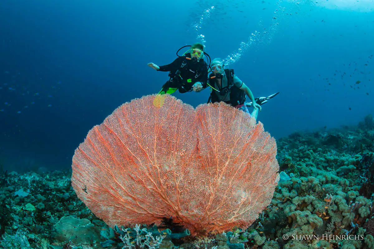 Si Datu Bua Traditional Sailing Yacht | Scuba diving beside coral reef