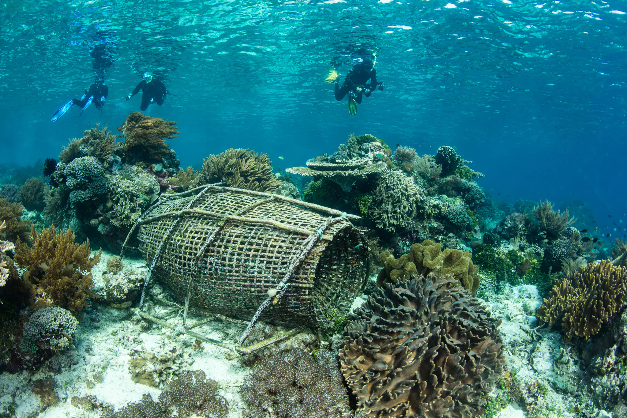 Best Dive Sites in Alor