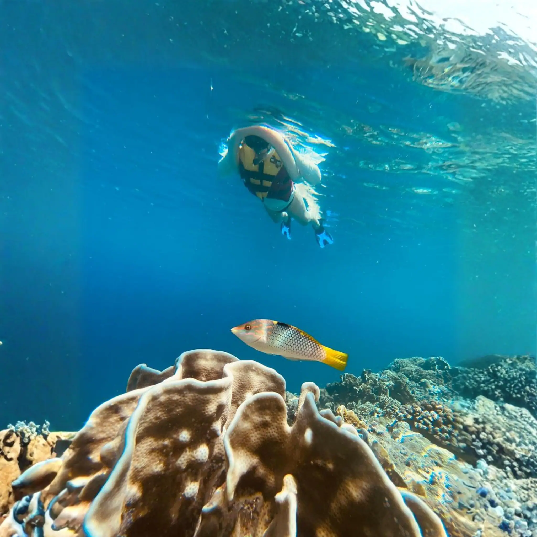 Snorkeling in Spice Islands | The Yacht Club Indonesia
