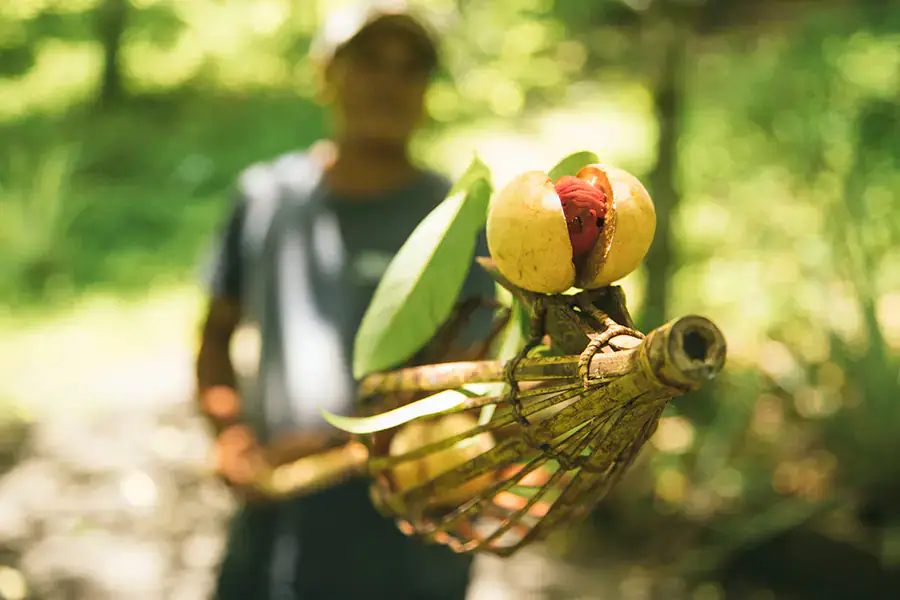 Spice Tour The Best Thing To Do in Banda Island | The Yacht Club Indonesia