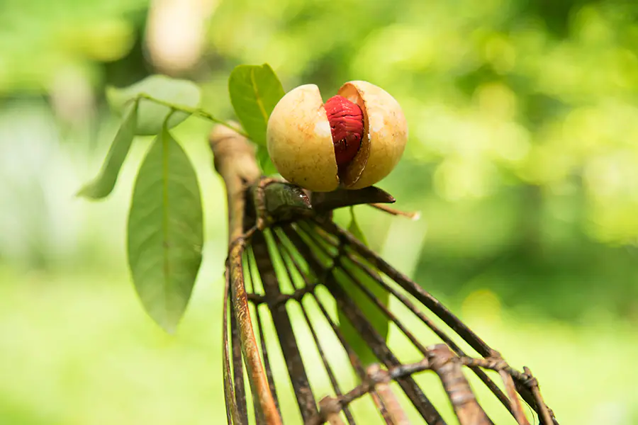 Spice Island's Nutmeg Plantation | The Yacht Club Indonesia