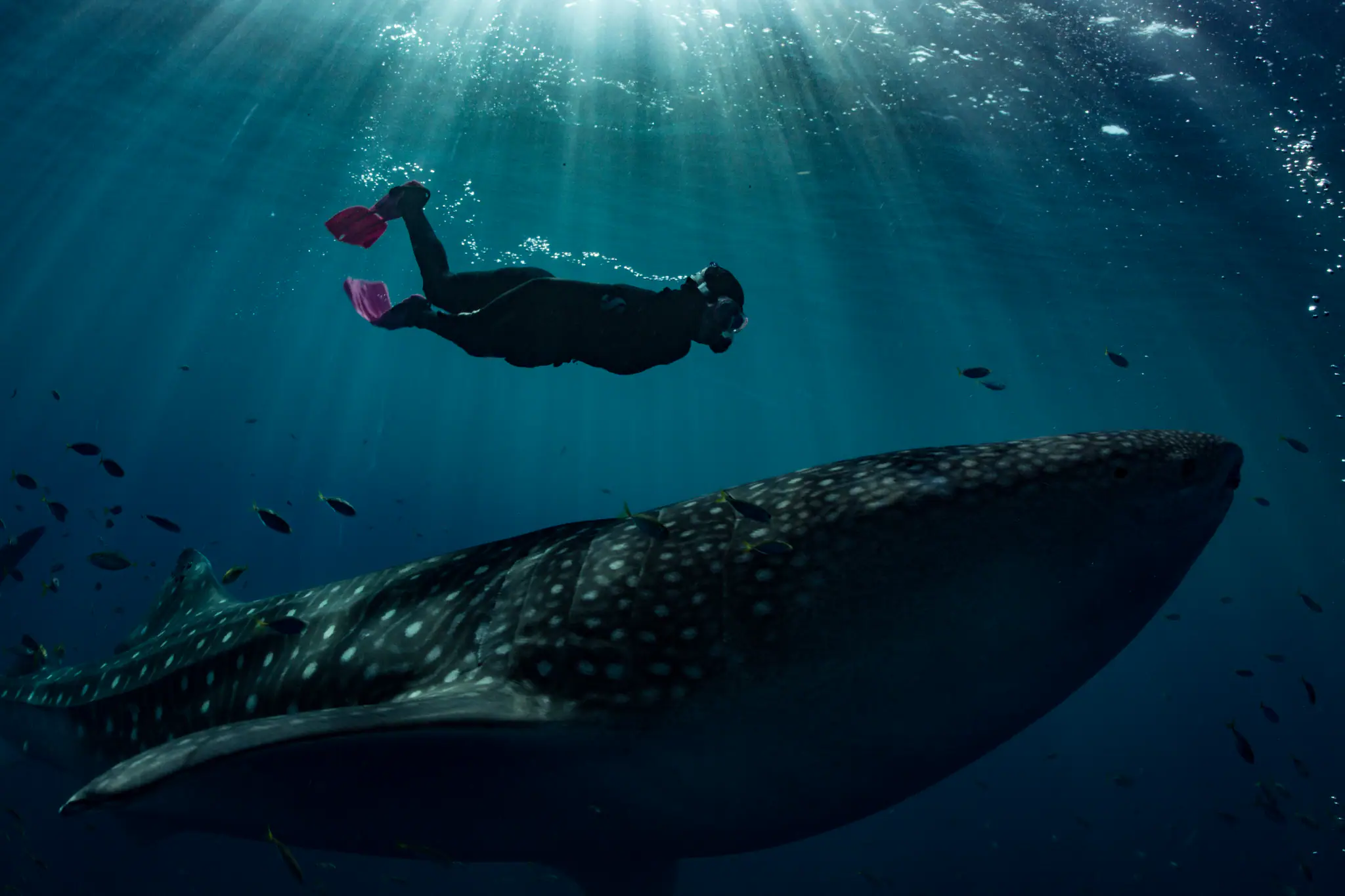 Whale Shark 