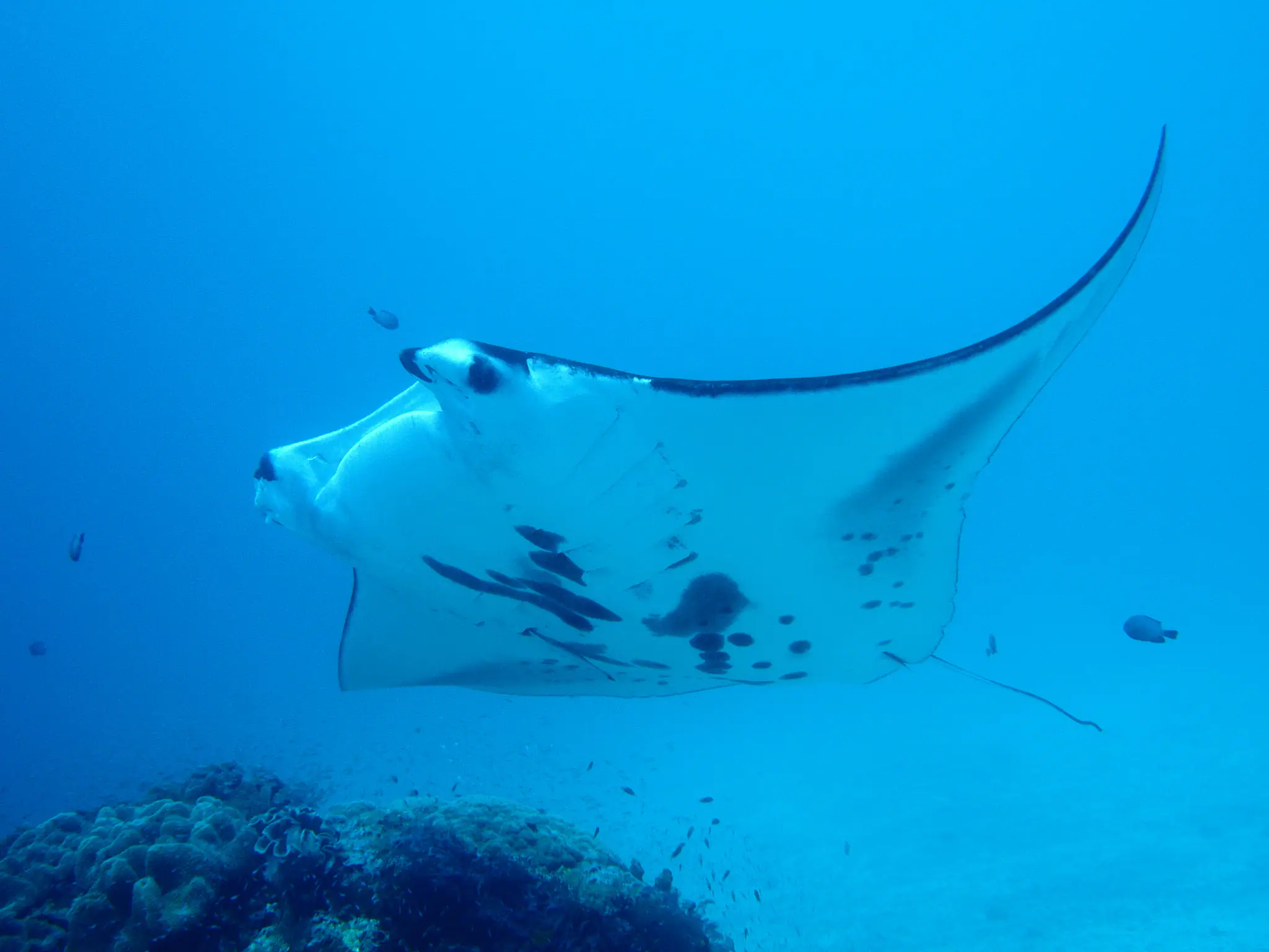 Manta Ray in Arborek Raja Ampat | The Yacht Club Indonesia