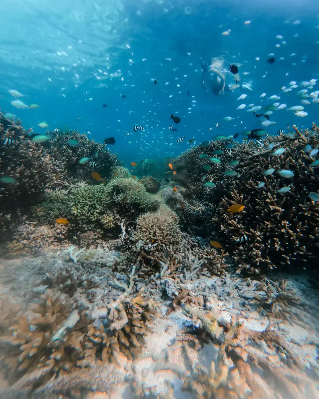 underwater-celestia-43-1920-x-2400
