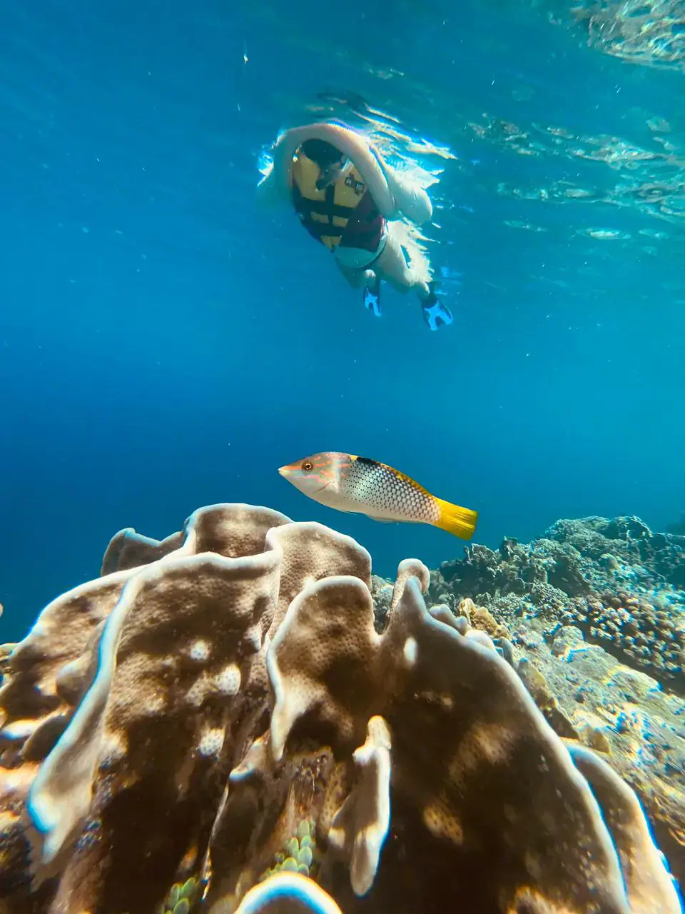 Snorkeling in Molana Island | The Yacht Club Indonesia