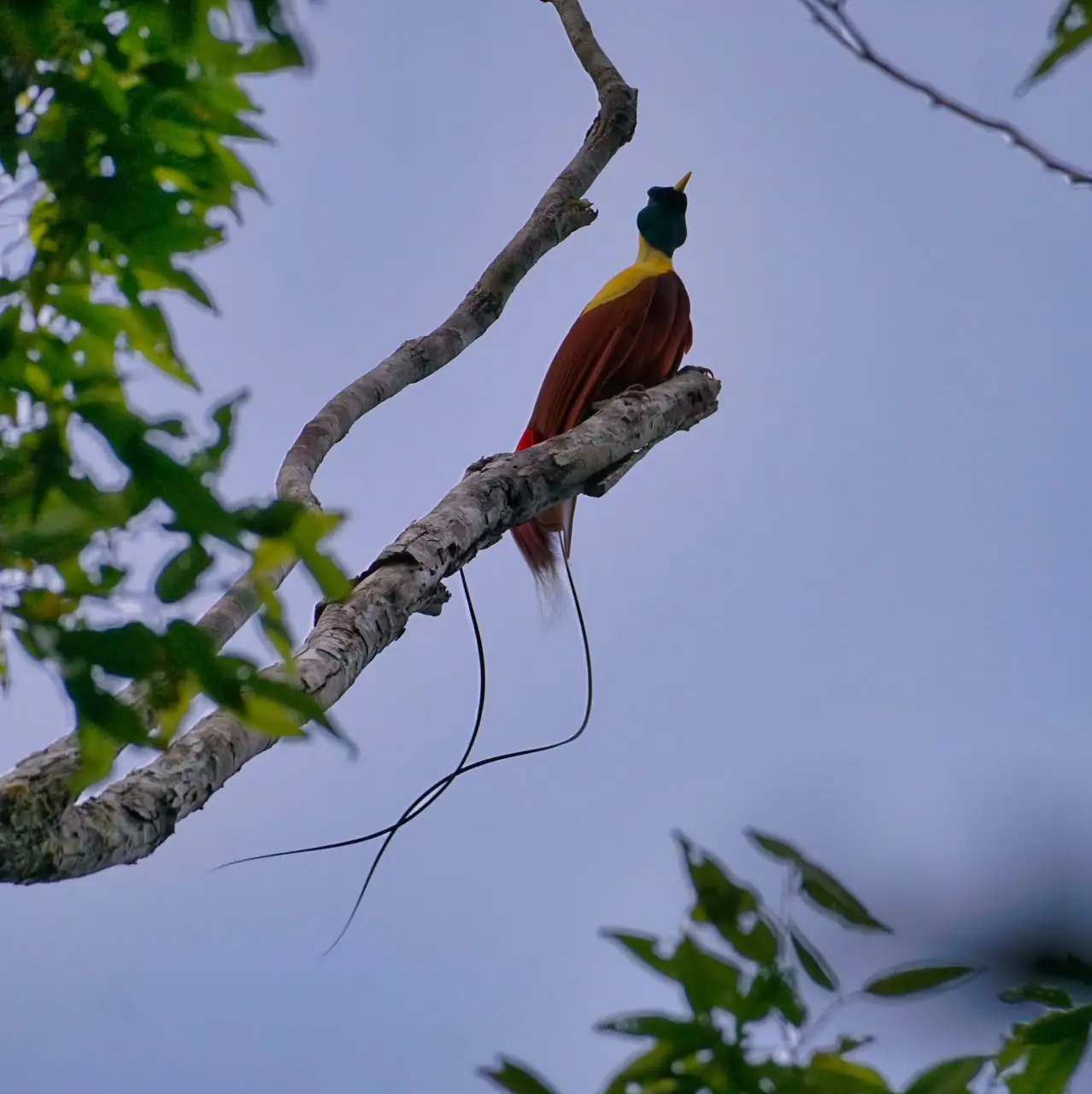 Rainforest's Bird in Raja Ampat | The Yacht Club Indonesia